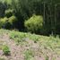  Land for sale in Ulloa, Valle Del Cauca, Ulloa