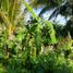  Land for sale in Merida, Yucatan, Merida, Yucatan