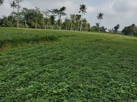  Land for sale in Malang Regency, East Jawa, Pakis, Malang Regency