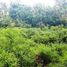  Land for sale in San Juan, Ilocos, San Juan