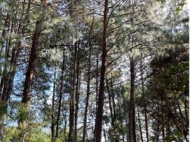  Land for sale in Chignahuapan, Puebla, Chignahuapan