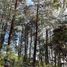  Land for sale in Chignahuapan, Puebla, Chignahuapan