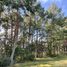  Land for sale in Chignahuapan, Puebla, Chignahuapan
