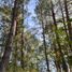  Land for sale in Chignahuapan, Puebla, Chignahuapan