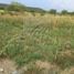  Land for rent in Allende, Nuevo Leon, Allende