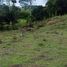  Land for sale in Cali, Valle Del Cauca, Cali