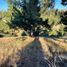  Terreno (Parcela) en venta en Chile, Paredones, Cardenal Caro, Libertador General Bernardo O'Higgins, Chile