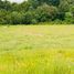  Land for sale in Chile, Pitrufquen, Cautin, Araucania, Chile