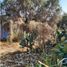  Land for sale in Atenco, Mexico, Atenco