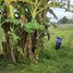  Terreno (Parcela) en venta en Mlati, Yogyakarta, Mlati