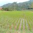  Terreno (Parcela) en venta en Soreang, West Jawa, Soreang