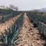  Land for sale in Valle De Guadalupe, Jalisco, Valle De Guadalupe