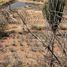  Land for sale in Valle De Guadalupe, Jalisco, Valle De Guadalupe