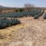  Land for sale in Valle De Guadalupe, Jalisco, Valle De Guadalupe