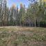  Land for sale in Chile, Requinao, Cachapoal, Libertador General Bernardo Ohiggins, Chile