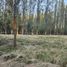  Land for sale in Chile, Requinao, Cachapoal, Libertador General Bernardo Ohiggins, Chile
