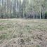  Land for sale in Chile, Requinao, Cachapoal, Libertador General Bernardo Ohiggins, Chile