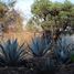  Grundstück zu verkaufen in Joquicingo, Mexico, Joquicingo