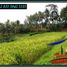  Land for sale in Kerambitan, Tabanan, Kerambitan