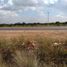  Land for sale in Mexquitic De Carmona, San Luis Potosi, Mexquitic De Carmona, San Luis Potosi