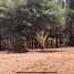 Studio House for sale in Tenango Del Valle, Mexico, Tenango Del Valle