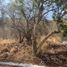  Land for sale in Zapopan, Jalisco, Zapopan, Jalisco