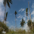  Land for sale in Tecuala, Nayarit, Tecuala