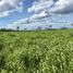  Land for sale in Porto Murtinho Mato Grosso do Sul, Porto Murtinho, Porto Murtinho, Mato Grosso do Sul