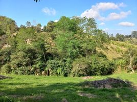  Land for sale in El Carmen De Viboral, Antioquia, El Carmen De Viboral