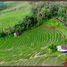  Terrain for sale in Belimbing Rice Terraces, Pupuan, Pupuan