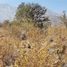  Terreno (Parcela) en venta en Cordillera, Santiago, San Jode de Maipo, Cordillera