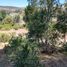  Land for sale in Pelarco, Maule, Pelarco