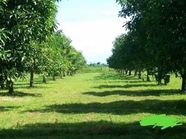  Land for sale in San Manuel, Tarlac, San Manuel