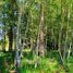  Land for sale in Chile, Lanco, Valdivia, Los Rios, Chile