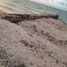  Land for sale in Progreso, Yucatan, Progreso