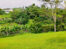 Terrain à vendre à Padalarang, West Jawa, Padalarang