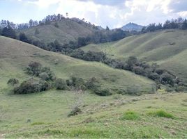 Terrain à vendre à Rionegro, Antioquia, Rionegro, Antioquia