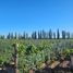  Grundstück zu verkaufen in San Carlos, Mendoza, San Carlos