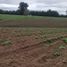  Land for sale in Chile, Los Muermos, Llanquihue, Los Lagos, Chile