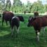  Land for sale in Chile, Los Muermos, Llanquihue, Los Lagos, Chile