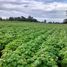  Land for sale in Chile, Los Muermos, Llanquihue, Los Lagos, Chile