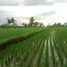  Terrain for sale in Payangan, Gianyar, Payangan