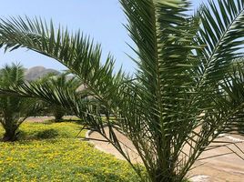  Land for sale in Santa Maria Del Mar, Lima, Santa Maria Del Mar, Lima, Lima