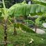  Terreno (Parcela) en venta en Sumurbandung, West Jawa, Sumurbandung, Bandung, West Jawa