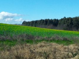  Terreno for sale in Barra do Quaraí, Rio Grande do Sul, Barra do Quaraí, Barra do Quaraí