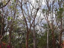  Terreno (Parcela) en venta en Motul, Yucatán, Motul