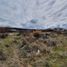  Land for sale in Futaleufu, Chubut, Futaleufu