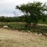  Land for sale in Ocozocoautla De Espinosa, Chiapas, Ocozocoautla De Espinosa