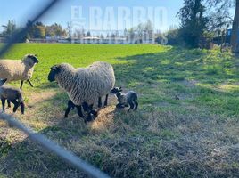 Land for sale in Chacabuco, Santiago, Colina, Chacabuco