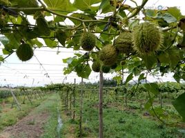  Land for sale in Chile, Quinta De Tilcoco, Cachapoal, Libertador General Bernardo Ohiggins, Chile